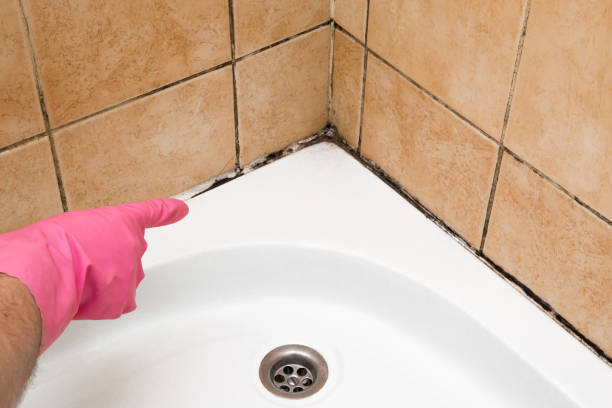 Best Black Mold Removal  in St Cloud, FL